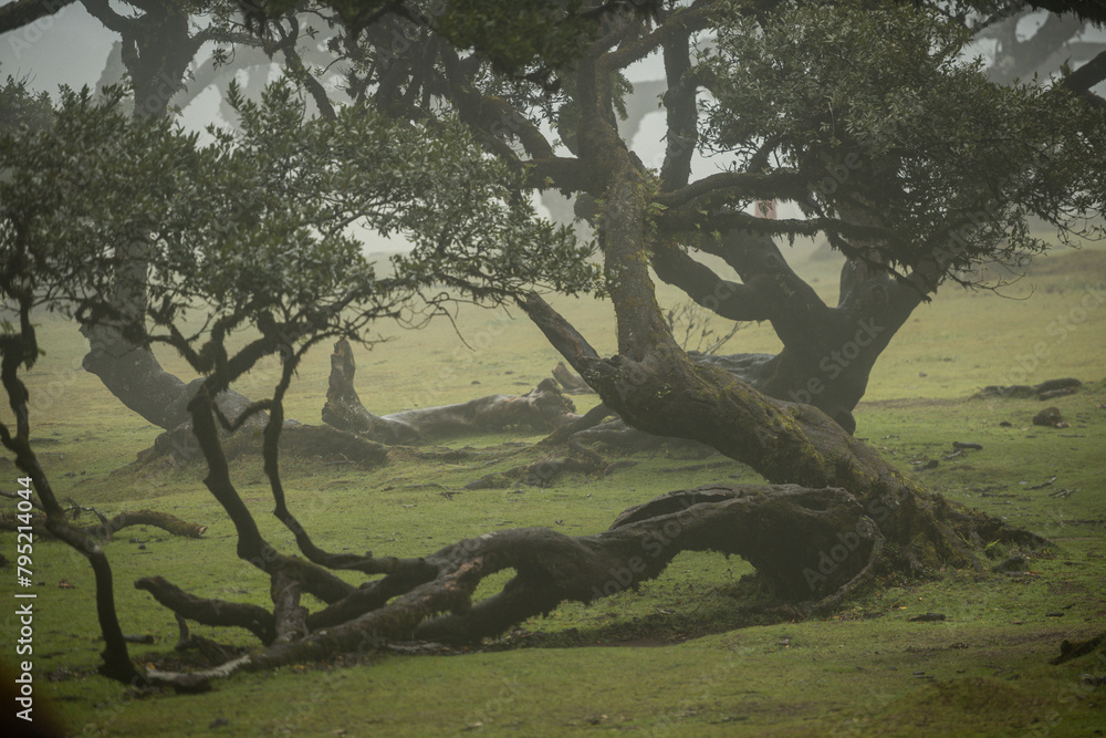 Century old Laurissilva trees in mystical foggy Fanal Forest in Madera Island, Portugal Century old Laurissilva trees in mystical foggy Fanal Forest in Madera Island, Portugal