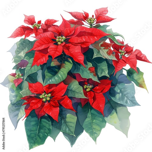 A rustic watercolor of Euphorbia pulcherrima Poinsettia during the Christmas season, festive reds and dark greens, vivid watercolor, white background, 100% isolate photo