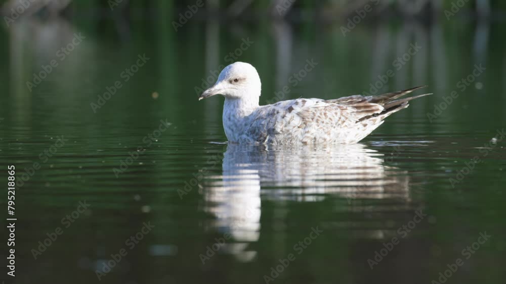 European Herring Gull, Larus argentatus on lake at spring time European Herring Gull, Larus argentatus on lake at spring time
