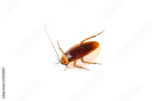 a poisoned and dying cockroach on white background © Freer