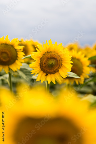 Wonderful panoramic view of field of sunflowers by summertime.