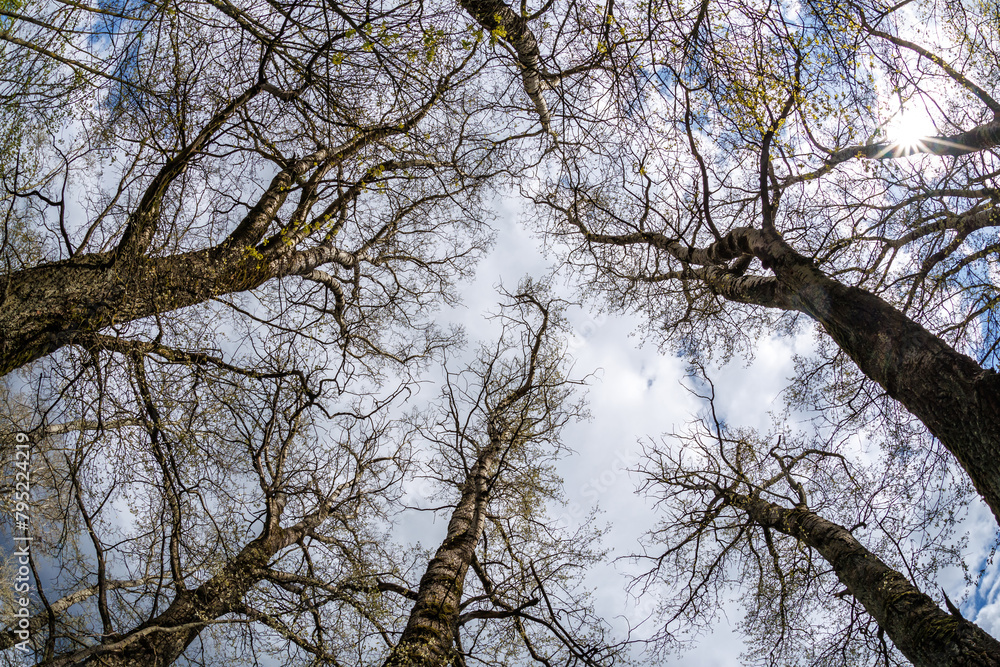 bare crowns and clumsy branches of huge oak trees growing in sky bare crowns and clumsy branches of huge oak trees growing in sky