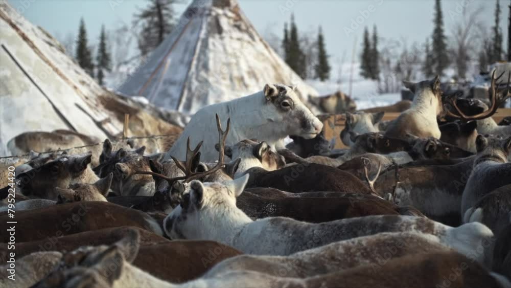 herd of deer one heap against background chum yamal herd of deer one heap against background chum yamal