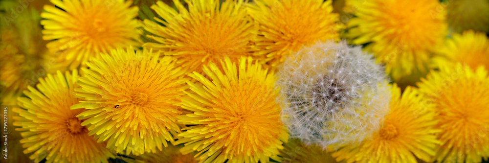 Löwenzahn (Taraxacum) Pflanze mit gelben Blüten und Pusteblume, Panorama Löwenzahn (Taraxacum) Pflanze mit gelben Blüten und Pusteblume, Panorama