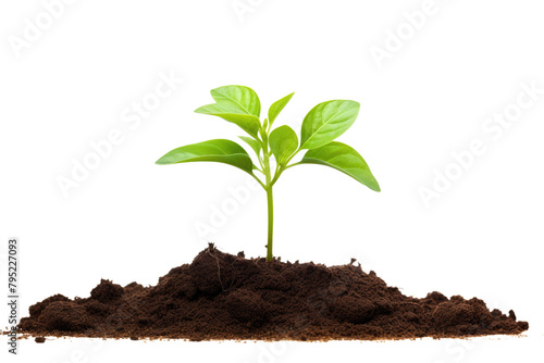 young spout seedling growing from earth soil, isolated on white or transparent photo