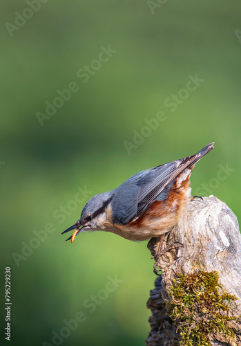 Eurasian nuthatch perching on a log with a mealworm in its beak.