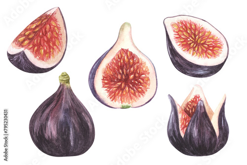 Fresh ripe purple fig fruit and leaf set. Watercolor hand drawn illustration isolated on white background. For cafe, packaging design