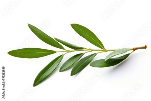 Olive branch plant herbs leaf. © Rawpixel.com