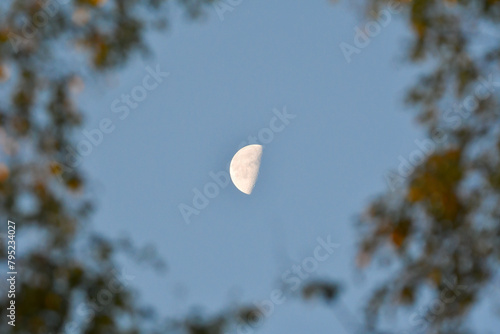 Half moon peeking through the trees at a local park in Finland during autumn