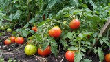Tomato plants with lush green leaves bearing ripe red fruits