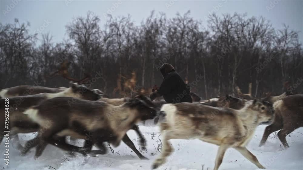 Reindeer herder is throwing a rope at deer Reindeer herder is throwing a rope at deer