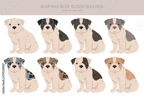 Alapaha Blue Blood Bulldog puppy clipart. Different poses, coat colors set