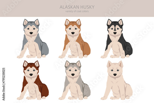 Alaskan husky puppy clipart. Different poses, coat colors set