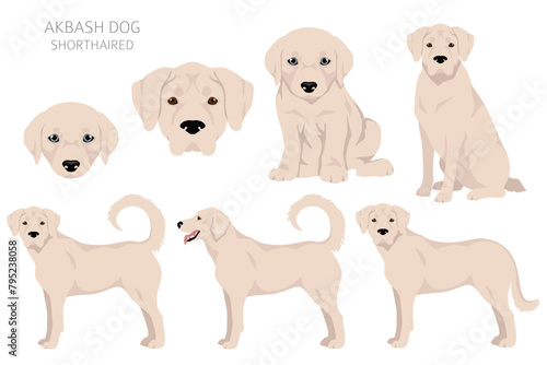 Akbash dog shorthaired clipart. Different poses  coat colors set