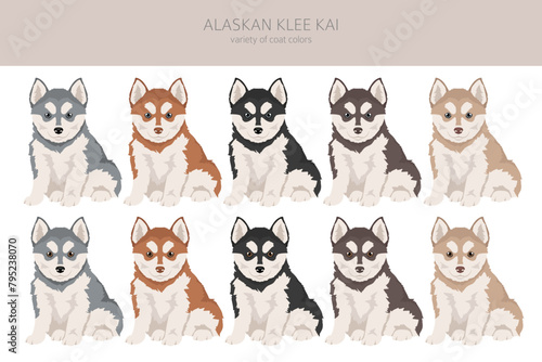 Alaskan Klee Kai puppy all colours clipart. Different coat colors set © a7880ss