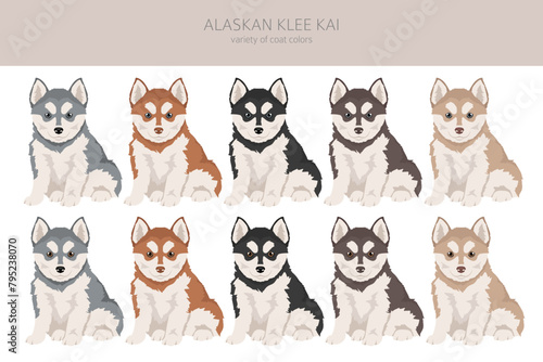 Alaskan Klee Kai puppy all colours clipart. Different coat colors set