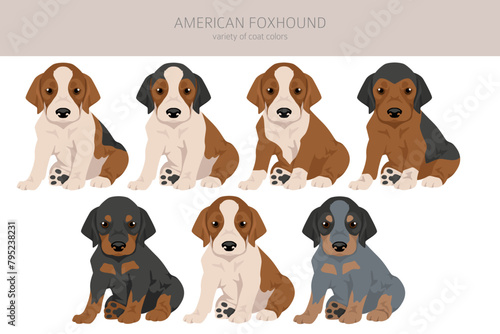 American foxhound puppy all colours clipart. Different coat colors set
