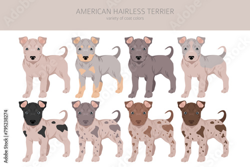 American hairless terrier puppy all colours clipart. Different coat colors and poses set