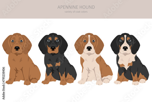 Apennine hound puppy clipart. Different poses, coat colors set photo