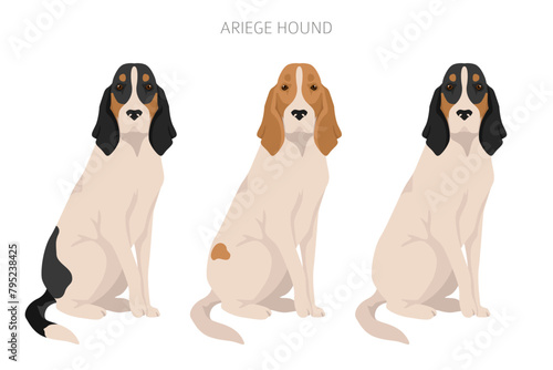 Ariege hound clipart. Different poses, coat colors set photo