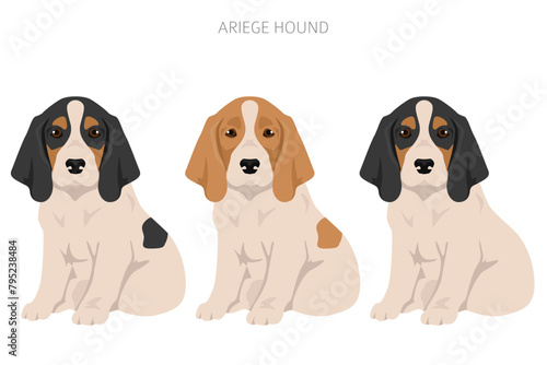 Ariege hound clipart. Different poses, coat colors set