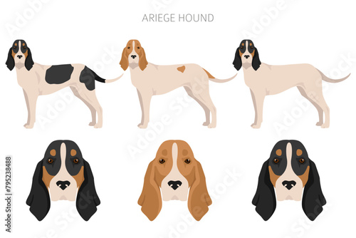 Ariege hound clipart. Different poses, coat colors set