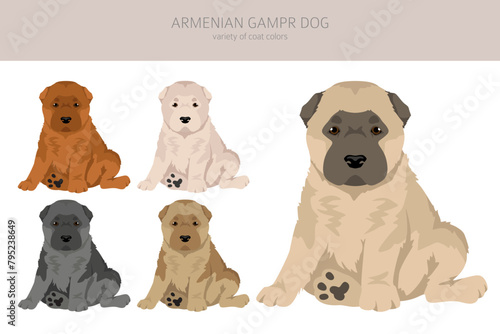 Armenian Gampe dog puppy clipart. Different poses, coat colors set