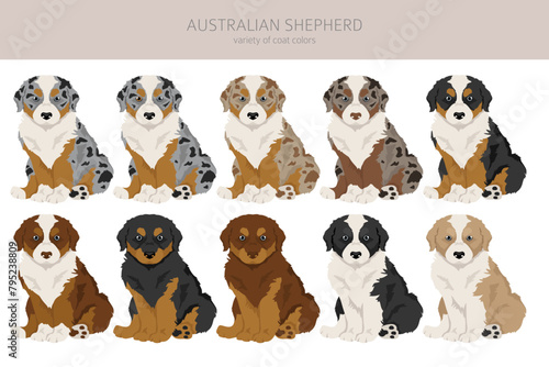 Australian shepherd puppies clipart. Coat colors Aussie set.  All dog breeds characteristics infographic