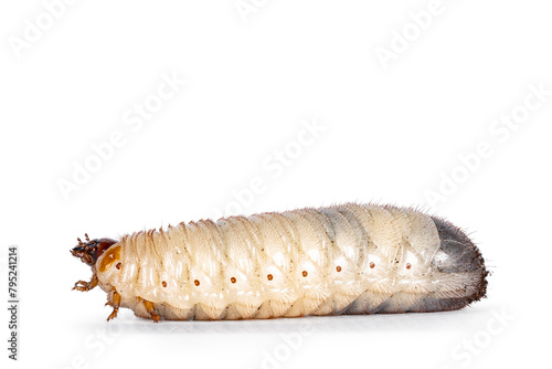 Larva or grub from Congo Rose chafer aka achnoda marginata peregrina. Laying side ways. Isolated on a white background.