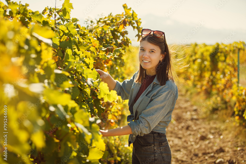 Obraz premium Woman Standing in Vineyard Picking Grapes for Wine Production