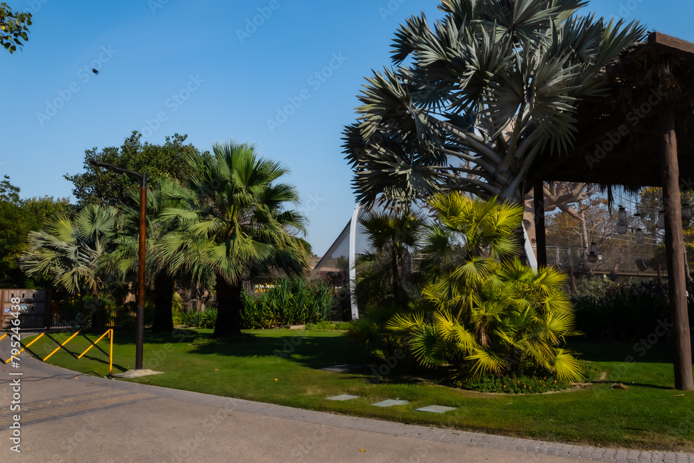 palm trees in the park palm trees in the park