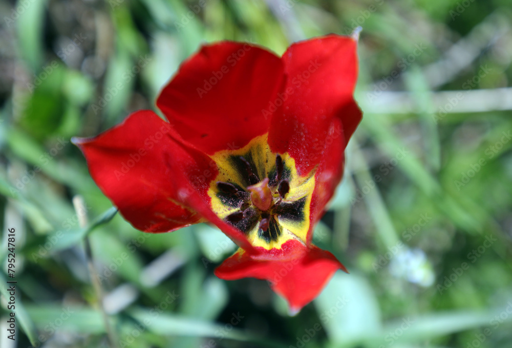 Mountain tulip