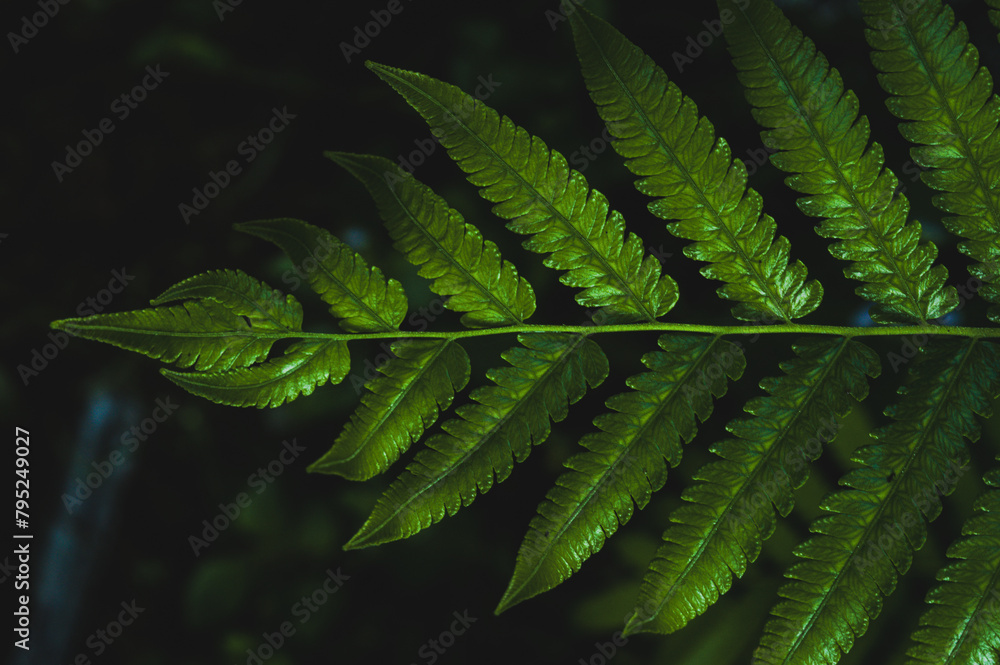 close up of green dryopteris affinis fern leaves in garden, abstract background close up of green dryopteris affinis fern leaves in garden, abstract background