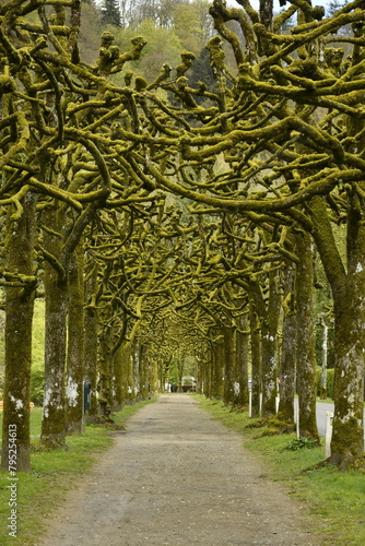 Chemin entre les arbres taillés en plein paysage bucolique à Bouillon  photo