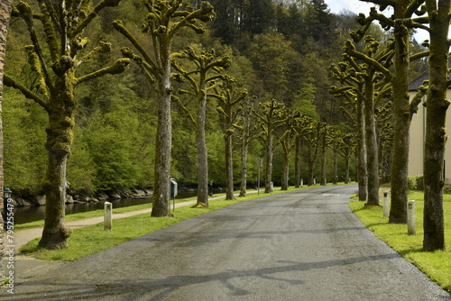 La route entre les arbres taillés en pleine nature bucolique à Bouillon  photo