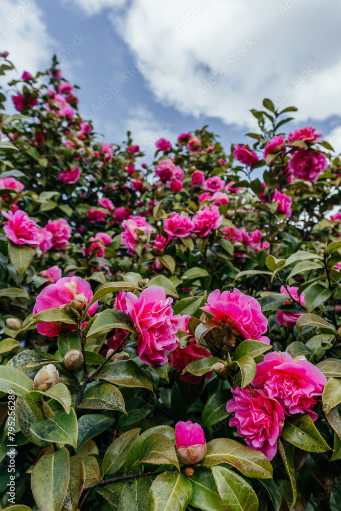 Elegant Camellia Blossoms Reaching for the Sky