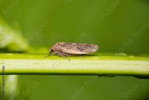 Leafhopper (Ponana puncticollis) on plant stem, nature Springtime pest control agriculture planthopper.