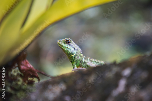 Close-up of green lizard peeking from behind leaves.