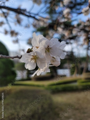 sakura 벚꽃  Cherry blossom