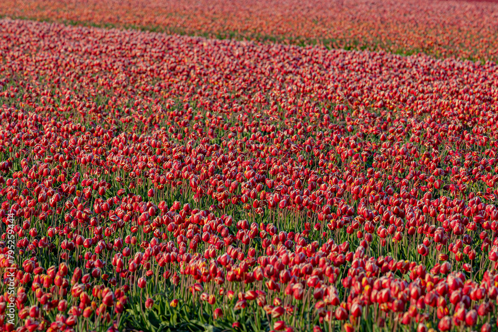 Row or line of red tulips field with white morning hoar frost or dew in spring season, Tulips are plants of the genus Tulipa, Spring-blooming perennial herbaceous bulbiferous geophytes, Netherlands.