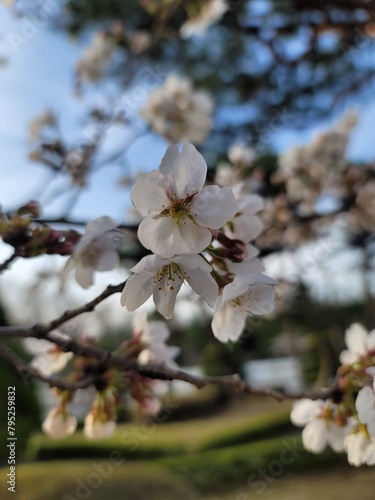 sakura 벚꽃  Cherry blossom