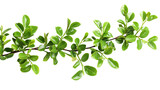 A green leafed branch on a white background, in the style of png