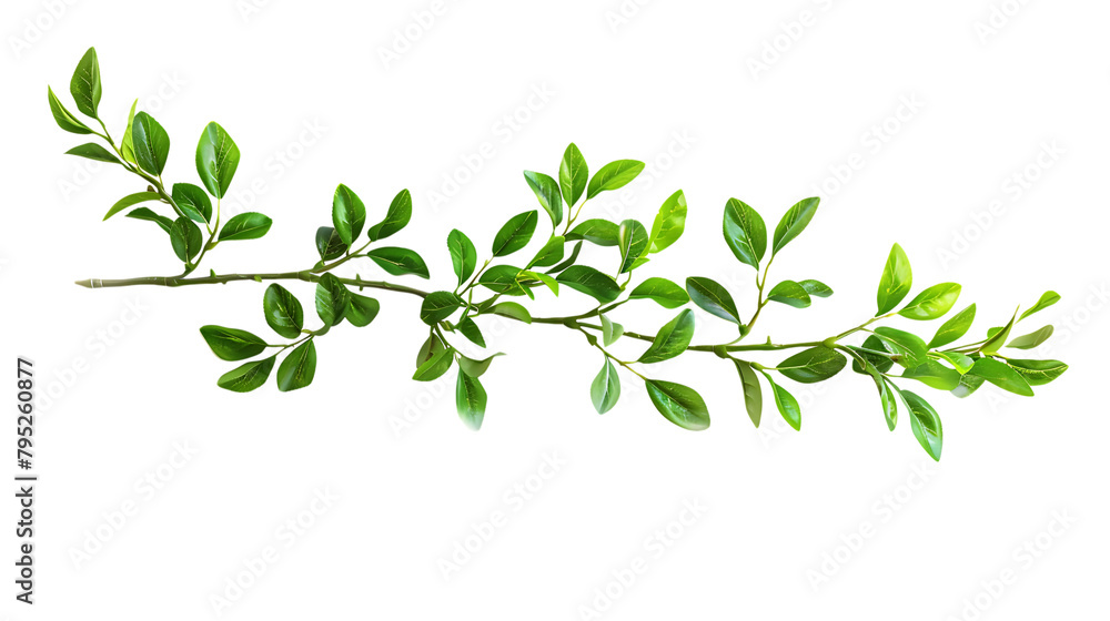 A green branch with leaves on a white background. A green branch with leaves on a white background.
