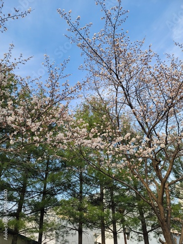 sakura 벚꽃  Cherry blossom