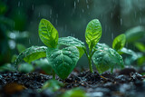 Green Seedlings Growing on the Ground in the Rain,
Watering plants and vegetables in the field drip irrigation closeup
