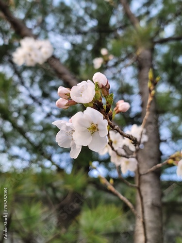 sakura 벚꽃  Cherry blossom