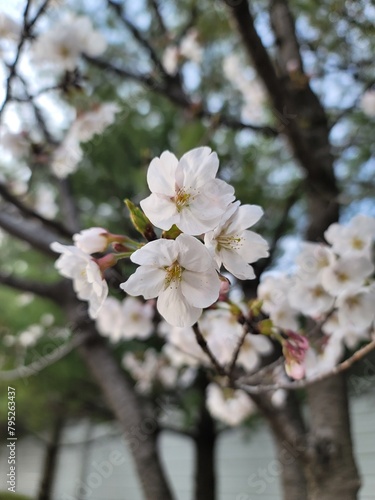 sakura 벚꽃  Cherry blossom