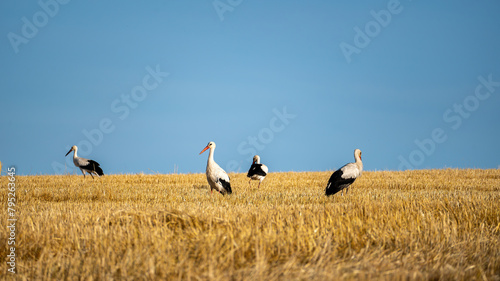 Storks  on a stubble field photo