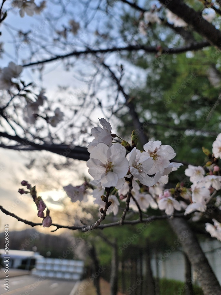 sakura 벚꽃  Cherry blossom