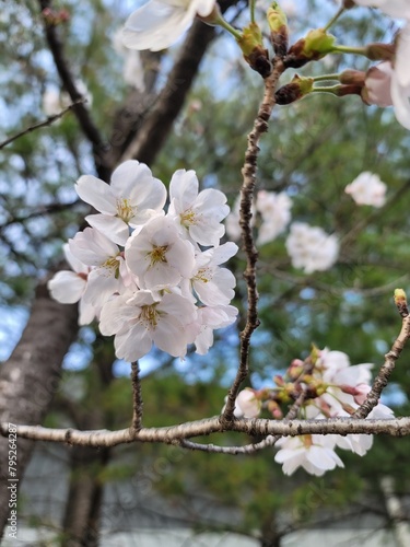 sakura 벚꽃  Cherry blossom